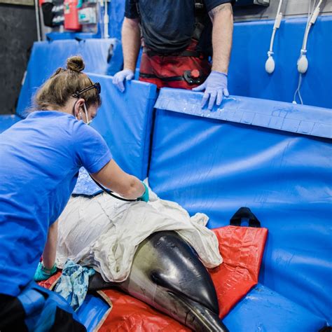 Unveiling the Depths: A Guide to Aquatic Veterinarian Salary