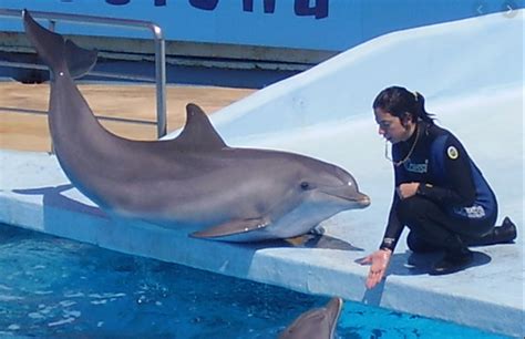 The Ultimate Guide to a Dolphin Trainer Salary and Career: Earnings, Outlook, and How to Get Started in 2024