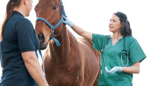 How Much Do Horse Vets Make? A 2024 Salary Guide