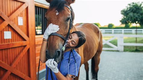 The Ultimate Guide to a Horse Veterinarian Salary & Career: Earnings, Outlook, and Your Path to Success