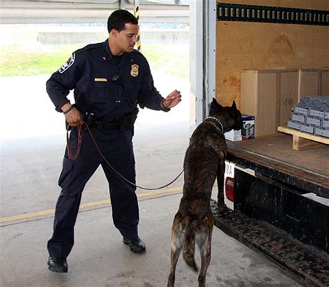 Unpacking the K-9 Officer Salary: A 2024 Guide to Earnings and Career Growth