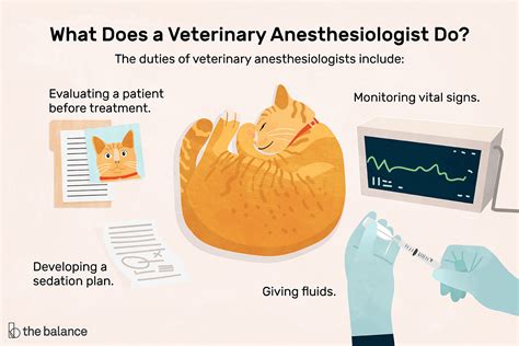 Decoding the Veterinary Anesthesiologist Salary: A 2024 Guide to Your Earning Potential