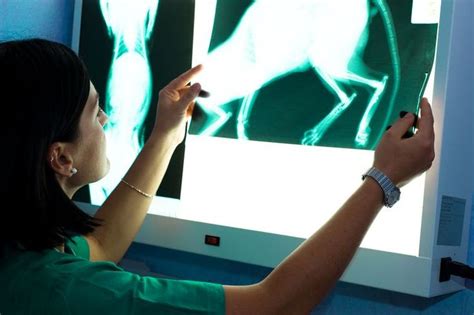 Veterinary Radiologist Salary: A Comprehensive Guide for 2024