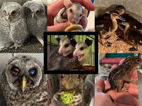 What is a Wildlife Rehabilitator Salary? A 2024 Career & Earnings Guide