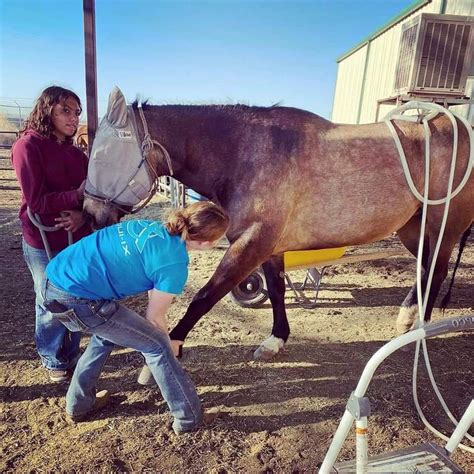 Average Equine Massage Therapist Salary