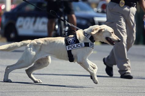 Average K9 Police Officer Salary