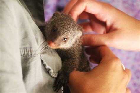 Average Wildlife Rehabilitator Salary: A Deep Dive