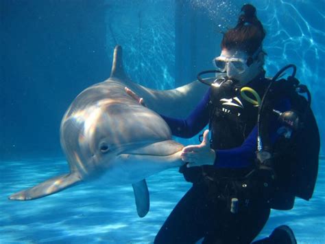 Dolphin Trainer Salary: A Deep Dive