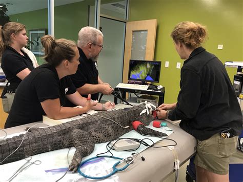 Exploring the Earning Potential of a Zoo Veterinarian