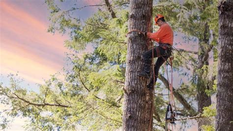 Job Outlook and Career Growth for Arborists