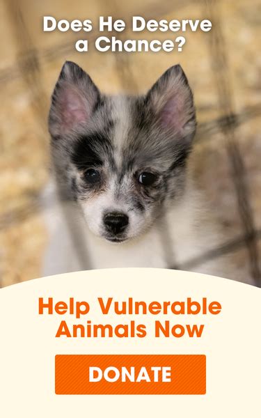 The Role of an ASPCA Executive: More Than Just Animal Lovers