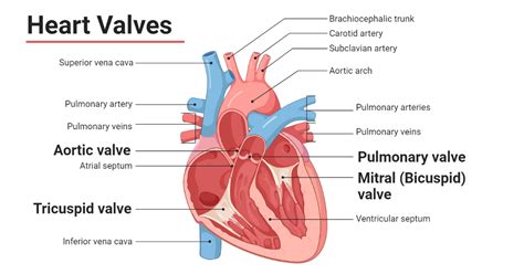 What Do Professionals in the Cardiovascular Field Do?