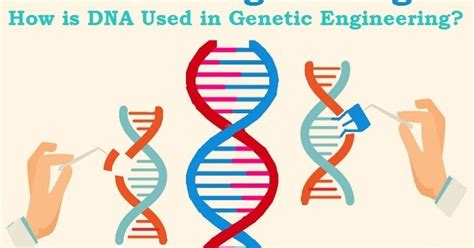 What Does a Biogenetic Engineer Do?