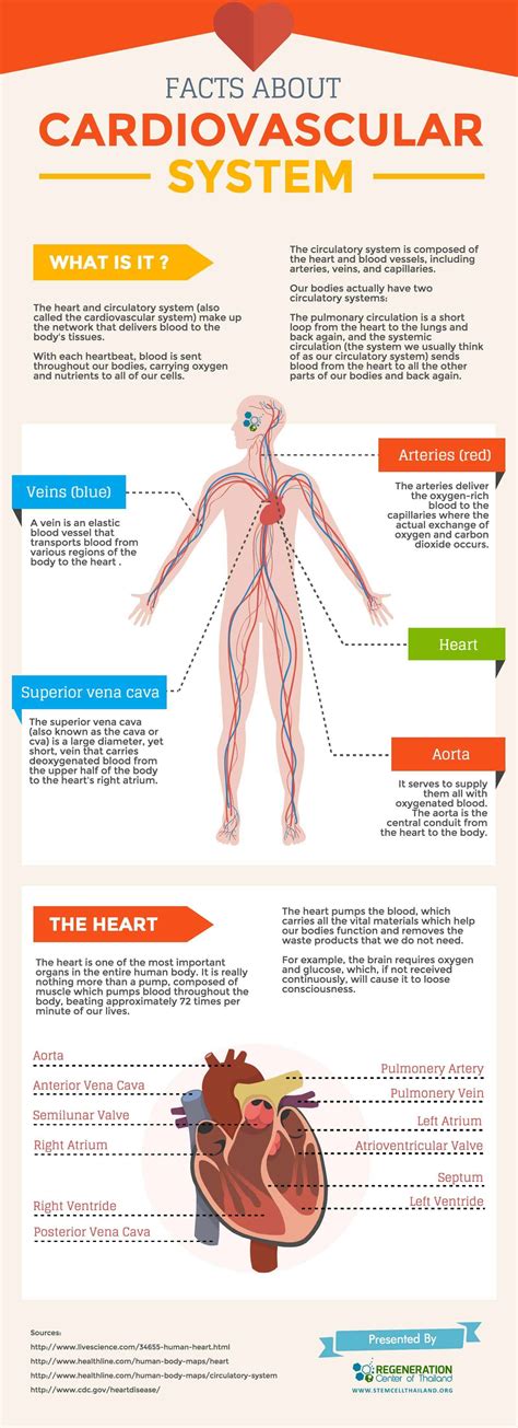 What Does a Cardiovascular RN Do?