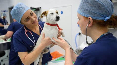 What Does a Certified Veterinary Technician Do?