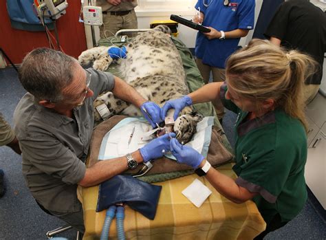 What Does a Doctor of Veterinary Medicine Do?