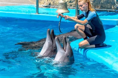 What Does a Dolphin Trainer Do?