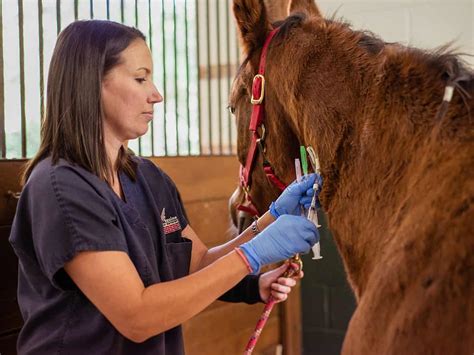What Does a Horse Veterinarian Do?