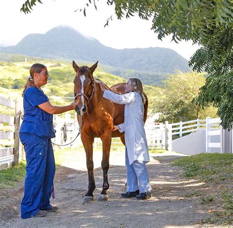 What Does a Large Animal Vet Do?