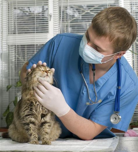 What Does a Large Animal Veterinarian Do?