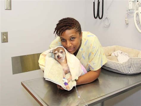 What Does a Licensed Veterinary Technician Do?