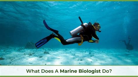 What Does a Marine Biologist Do?