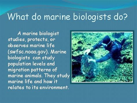 What Does a Marine Biologist in Florida Do?