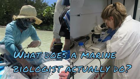 What Does a Marine Biologist in Hawaii Do?