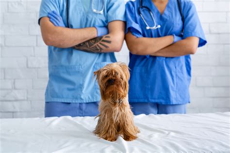 What Does a Registered Veterinary Technician (RVT) in California Do?