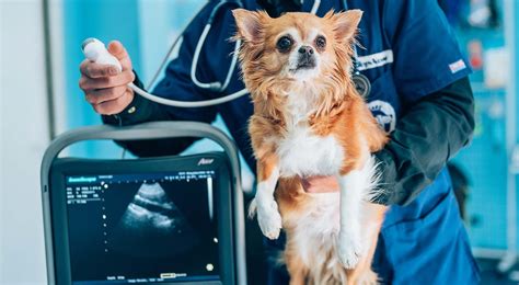 What Does a Veterinary Radiologist Do?