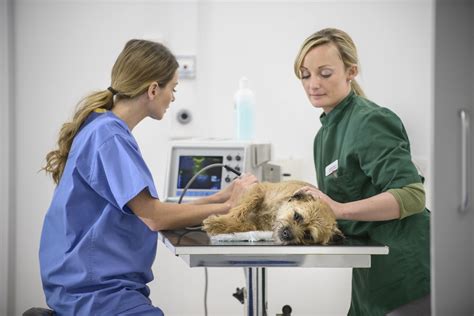 What Does a Veterinary Surgeon Do?