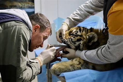 What Does a Wild Animal Veterinarian Do?