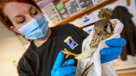What Does a Wildlife Rehabilitator Do?