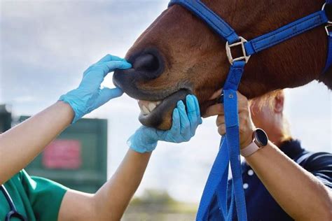 What Does a Wildlife Veterinarian Do?