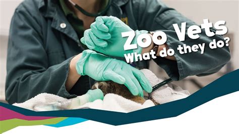 What Does a Zoo Veterinarian Do?