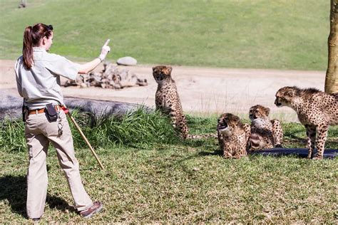 What Does a Zoo Worker Do?