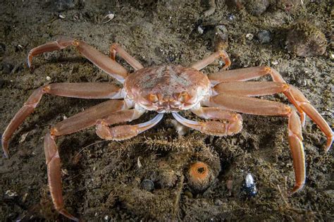 What Does an Alaskan Crabber Do?