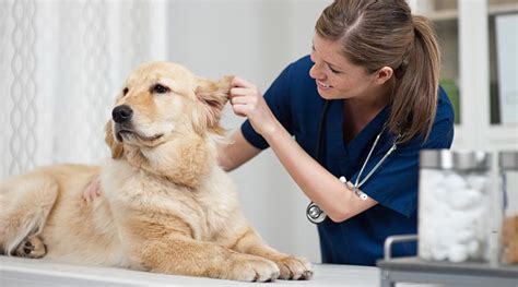 What Does an Animal Caretaker Do?