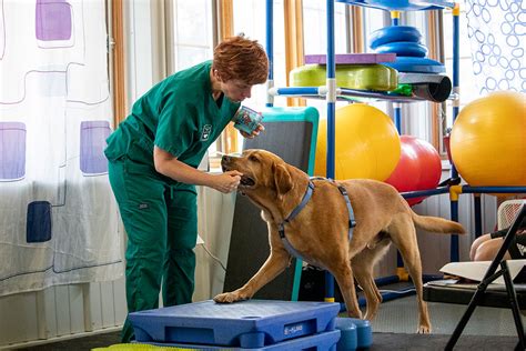 What Does an Animal Physical Therapist Do?