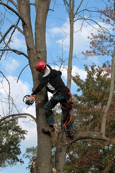 What Does an Arborist Do? A Look Beyond the Saw