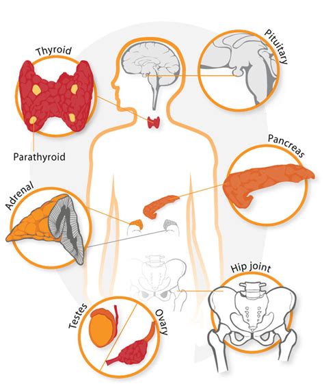What Does an Endocrinologist Do?