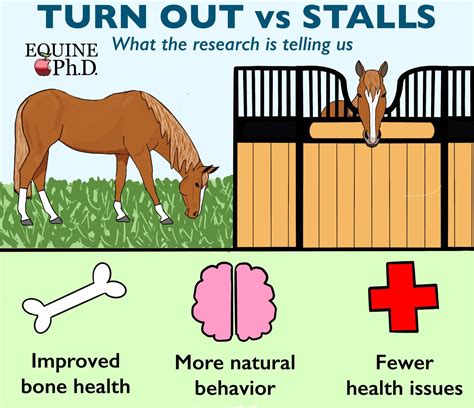 What Does an Equestrian Vet Do? A Look Beyond the Stalls