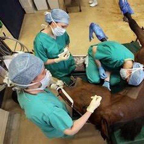 What Does an Equestrian Veterinarian Do?