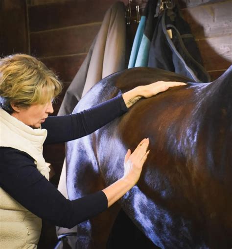 What Does an Equine Massage Therapist Do?