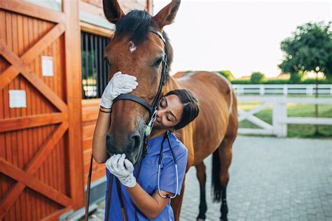 What Does an Equine Vet Do?