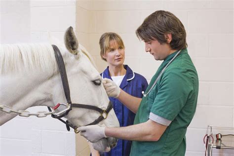 What Does an Equine Veterinarian Do?