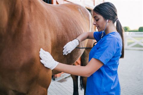 What Does an Equine Veterinary Technician Do?