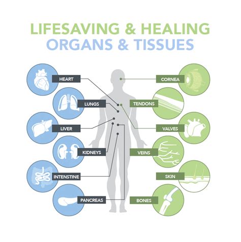 What Does an Organ Transplant Surgeon Do?